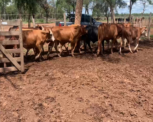 Lote 160 Novillitos en Las Lajitas, Salta