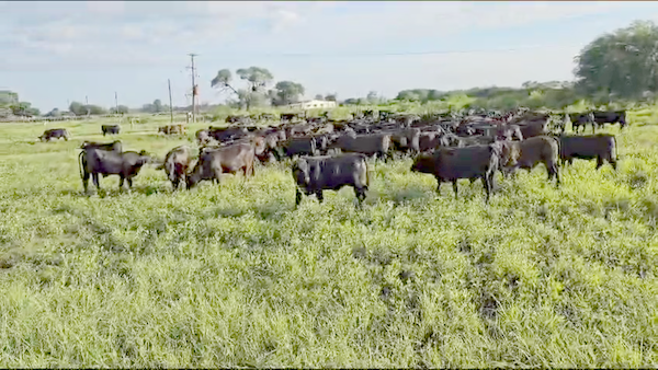 Lote 80 Novillitos en Subteniente Perín, Formosa