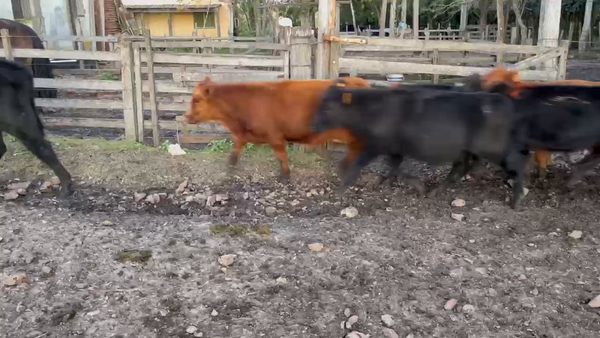 Lote 51 Terneros A-ANGUS CARETAS a remate en Pantalla - Luis Zaldua 150kg -  en CARUMBE