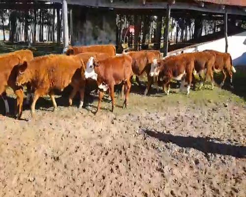 Lote 90 Terneros/as en Esquina, Corrientes