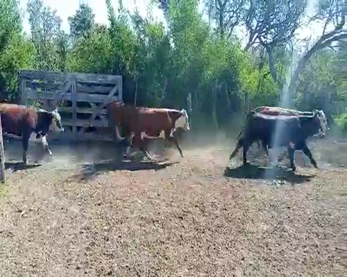 Lote 40 Novillos en Vera y Pintado, Santa Fe
