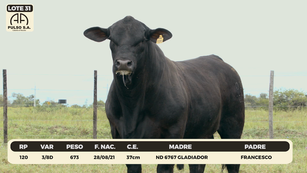Lote LOTE 31