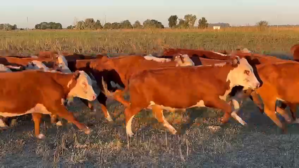 Lote 100 Terneras