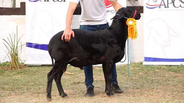 Lote Lote 35 - Ovinos