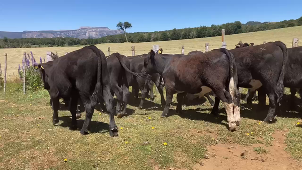 Lote 35 Novillo Engorda en Coyhaique, XI Región Aysén