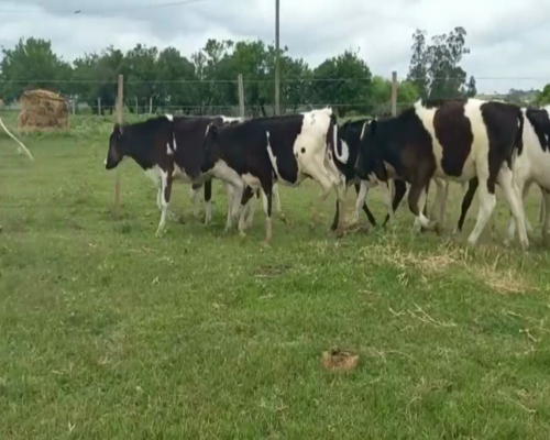 Lote Terneros