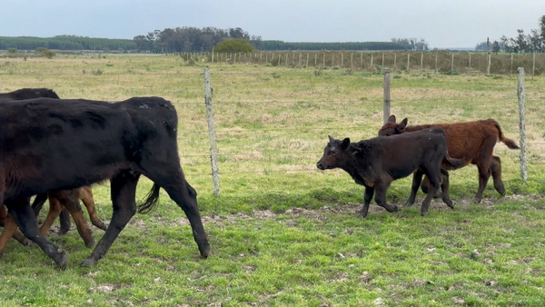 Lote 76 Piezas de cría en Los Feos, Tacuarembó