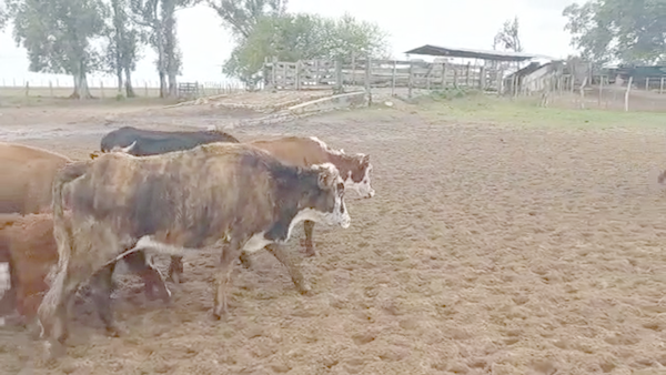 Lote 70 Vacas medio uso C/ gtia de preñez en Esquina, Corrientes