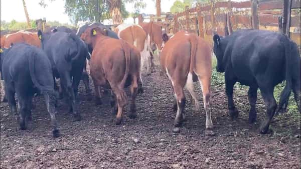 Lote 13 Novillo Engorda en Puerto Octay, X Región Los Lagos