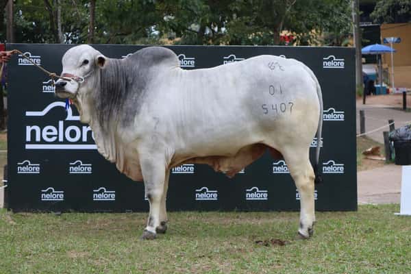 Lote Nelore a Bozal Expo Internacional 2022 RP 5407  - Lote 14