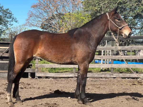 Lote CAMPANA RUMBEADORA