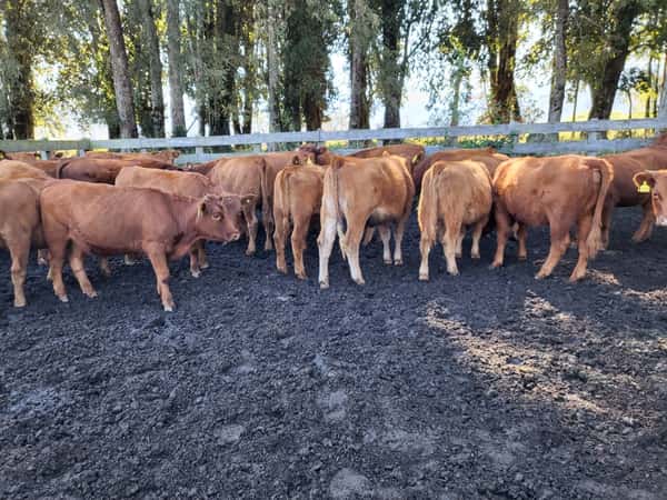 Lote 55 Vaquilla Engorda en XIV Región Los Ríos, Futrono