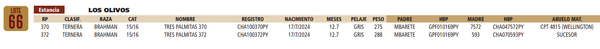 Lote LOTE 66