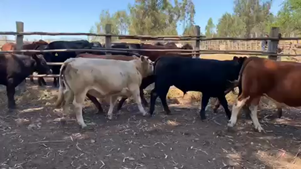 Lote 55 Novillo Engorda en San Antonio, V  Región Valparaíso