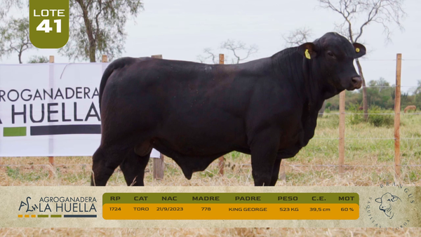 Lote LOTE 41