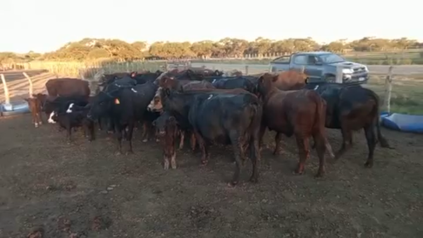 Lote 26 Vacas CUT con cría en La Paz, Entre Ríos