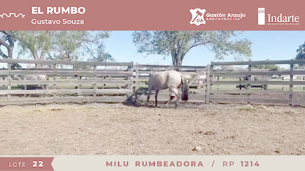 Lote MILU RUMBEADORA