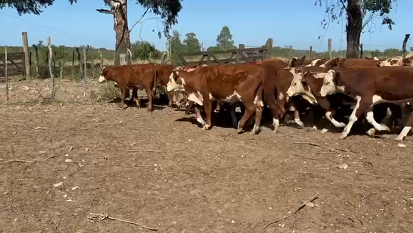 Lote 65 Terneros