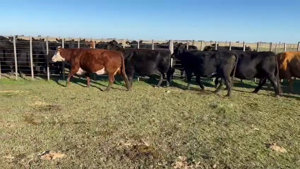 Lote 31 Vacas CUT preñadas EN BENITO JUAREZ