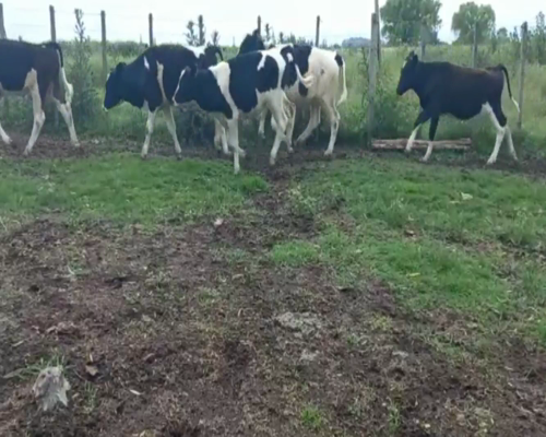 Lote Terneros