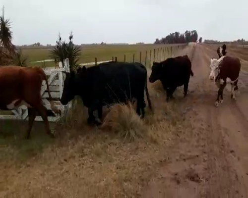 Lote 9 Vacas CUT preñadas en Urdampilleta, Buenos Aires