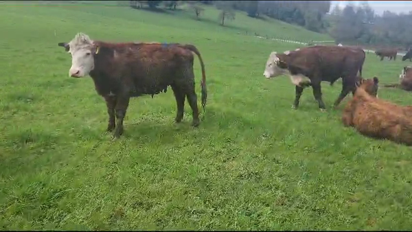 Lote 40 Novillo Engorda en Panguipulli, XIV Región Los Ríos