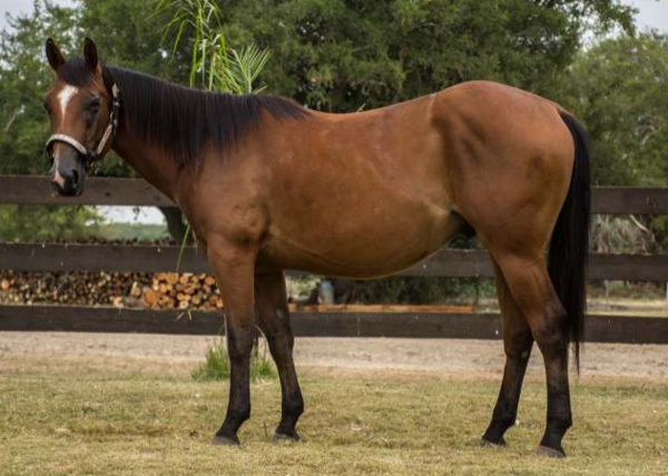 Lote LA HOLLYWOOD OUTLAW