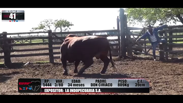 Lote Brangus a Campo Expo 2022 - Lote 41