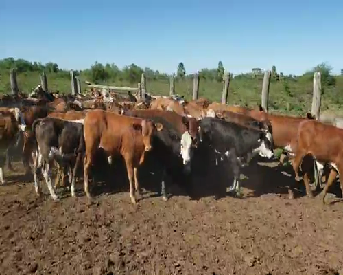 Lote 120 Terneros en San Luis del Palmar, Corrientes