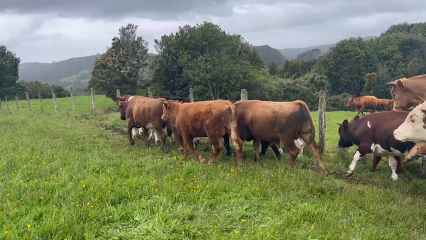 Lote 26 Ternero en Ancud, X Región Los Lagos