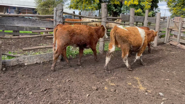 Lote 14 Novillo Engorda en Linares, VII  Región Maule