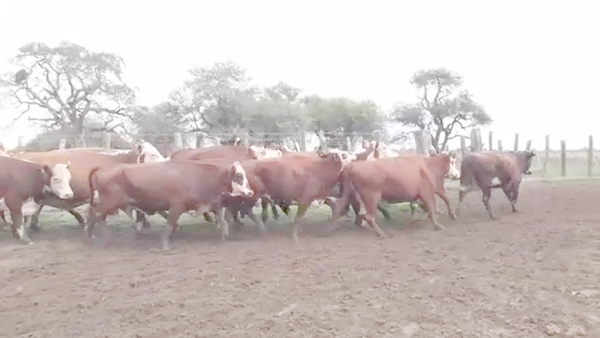 Lote 59 Vacas CUT preñadas en San Javier, Santa Fe