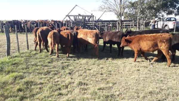 Lote 23 Terneros/as en arboledas, Buenos Aires