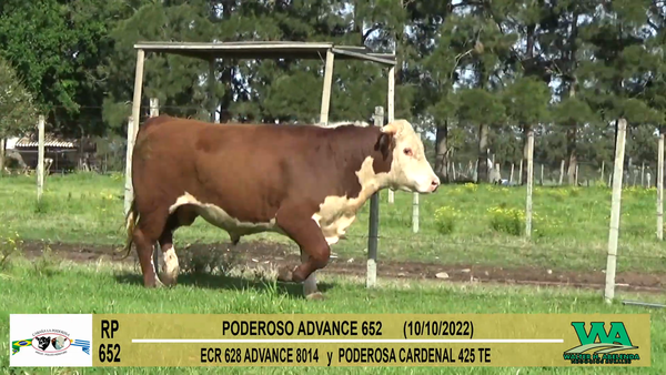 Lote Toros Hereford a remate en Cabaña La Poderosa, Florida