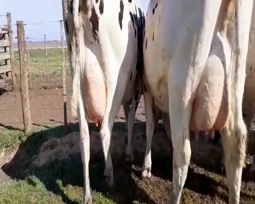 Lote Vacas en produccion Hornero Chico 9