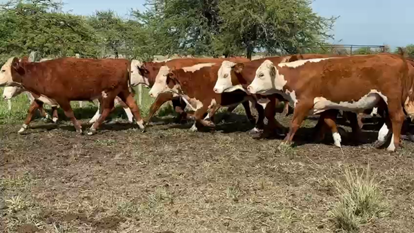Lote 65 Novillos en Corrientes, Curuzú-Cuatiá