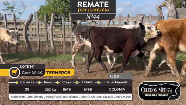 Lote 25 Terneros en Colonia