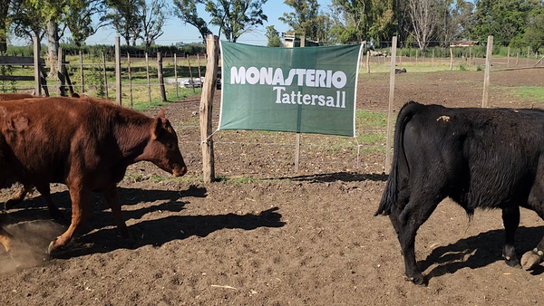 Lote 64 Terneros/as en Bolivar