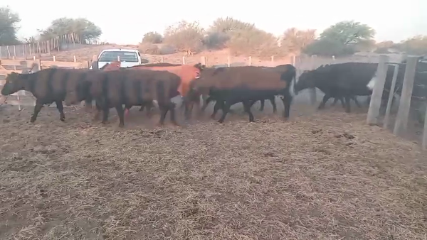 Lote 52 Vacas de invernar