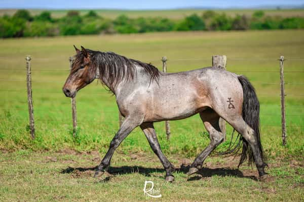 Lote SM Luca Maleante