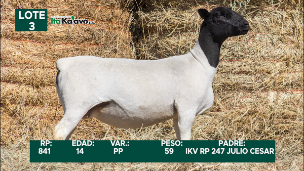 Lote LOTE 3