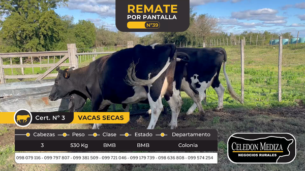 Lote 3 Vaca en Otra Localidad, Colonia