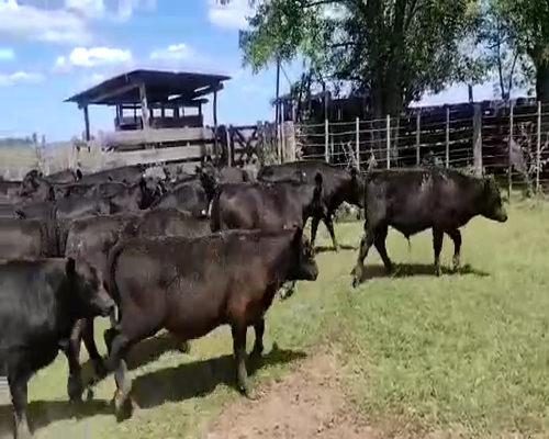 Lote 65 Terneros en INDIO RICO , Buenos Aires
