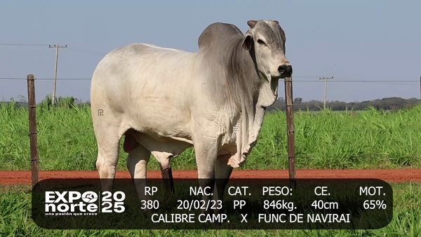 Lote NORDESTE