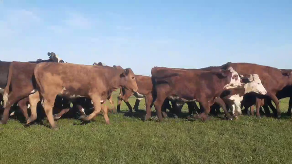 Lote 170 Novillitos