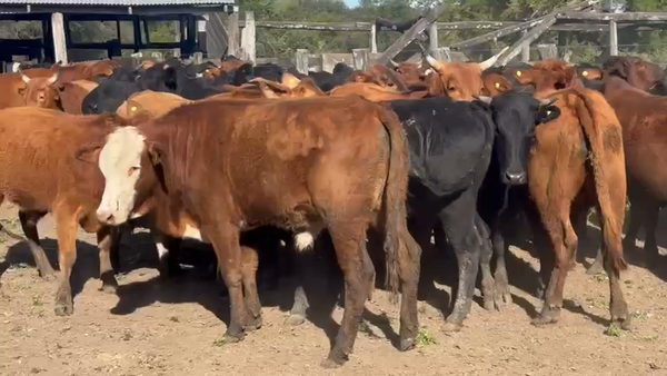 Lote 62 Novillitos en Chaco, Laguna Limpia