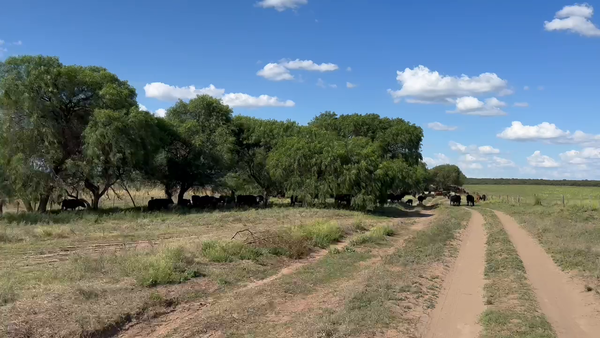 Lote 320 Vacas nuevas en La Pampa, Winifreda