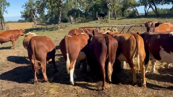 Lote 55 Novillo Engorda en Los Muermos, X Región Los Lagos