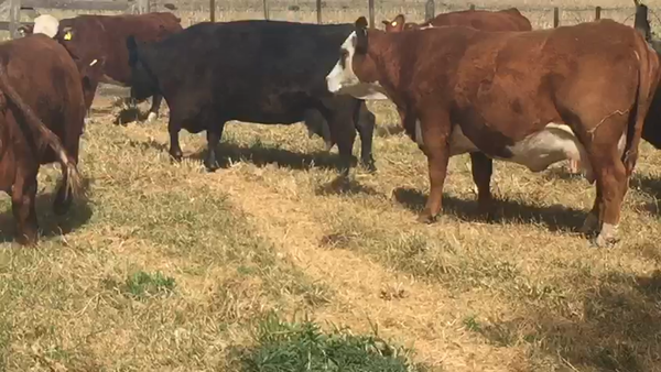 Lote 14 Vacas medio uso C/ gtia de preñez en Bragado, Buenos Aires