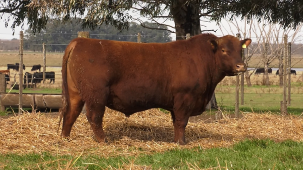 Lote TOROS PUROS POR CRUZA